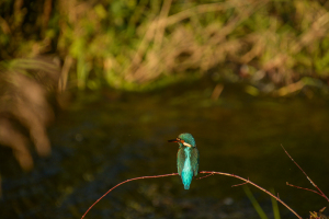 西日を浴びるカワセミ