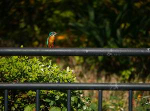 手すりにとまるカワセミ