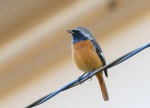 ジョウビタキのオス