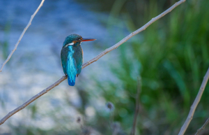 カワセミ カワセミ
