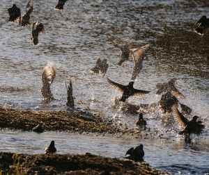 いっせいに飛び立つムクドリたち