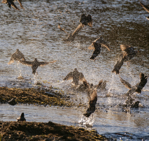 いっせいに飛び立つムクドリたち