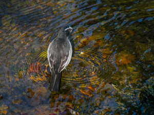 セグロセキレイ