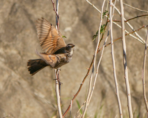 飛びまわるツグミ