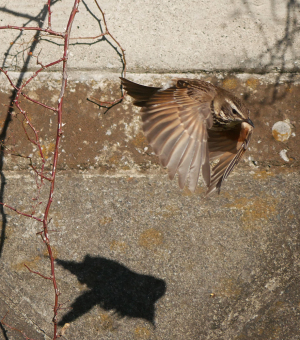 飛びまわるツグミ
