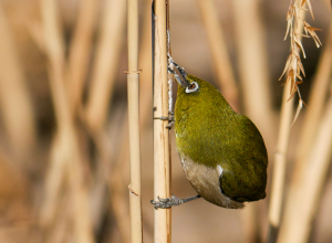 葦をほじるメジロ