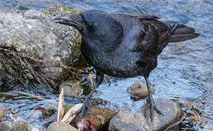 アメリカザリガニを食べるカラス