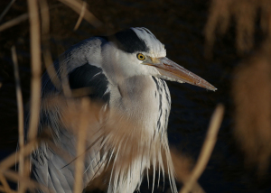 葦から覗くアオサギ 葦から覗くアオサギ