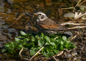 ツグミ